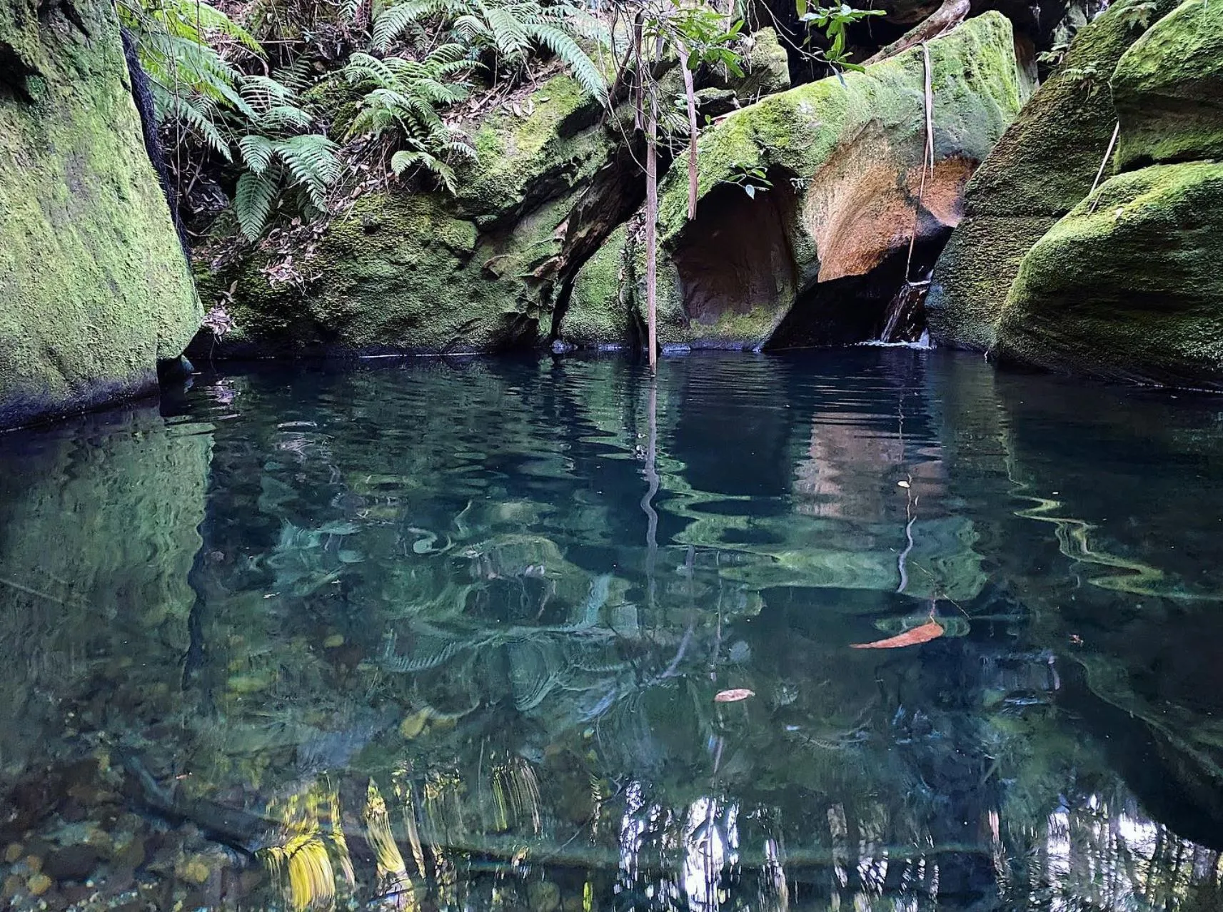 Blue Gum Forest Creek