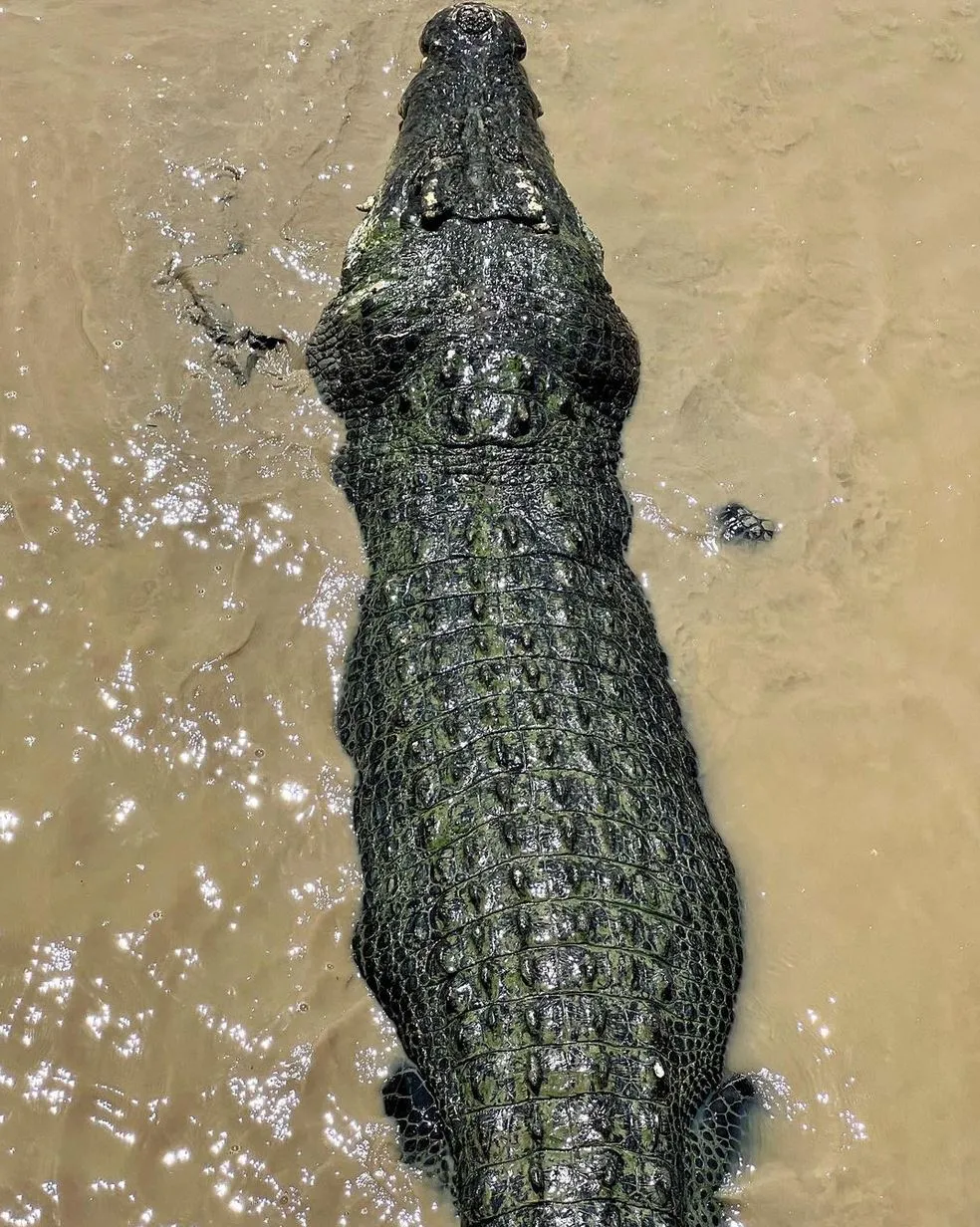 New Age Auto Store | Is It Normal to See Only Three Crocs Jump on the Cruise? Environmental Factors That Drive Croc Movement