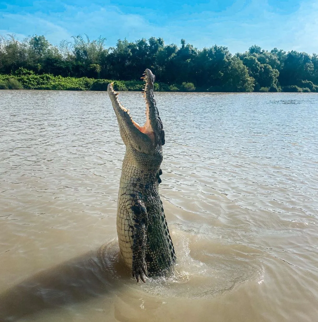New Age Auto Store | Is It Normal to See Only Three Crocs Jump on the Cruise? Field Tips from a Pro (Paul’s Learned the Hard Way)