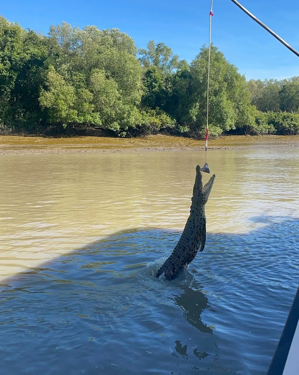 New Age Auto Store | Is It Normal to See Only Three Crocs Jump on the Cruise? Is It Normal to See Only Three Crocs Jump on the Cruise