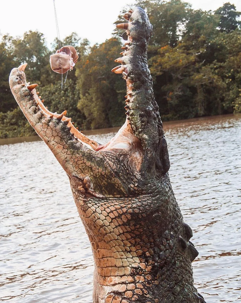 New Age Auto Store | Is It Normal to See Only Three Crocs Jump on the Cruise? Jumping Crocodile Cruise from Darwin