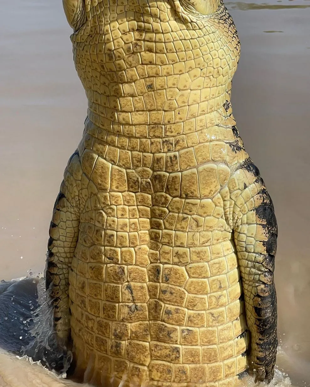 New Age Auto Store | Is It Normal to See Only Three Crocs Jump on the Cruise? Jumping Crocodile Cruise