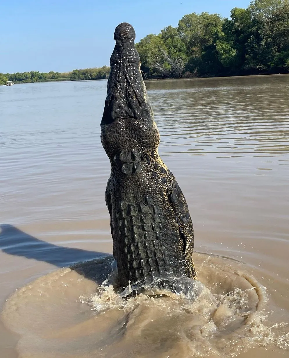 New Age Auto Store | Is It Normal to See Only Three Crocs Jump on the Cruise? River Conditions That Influence Croc Behaviour