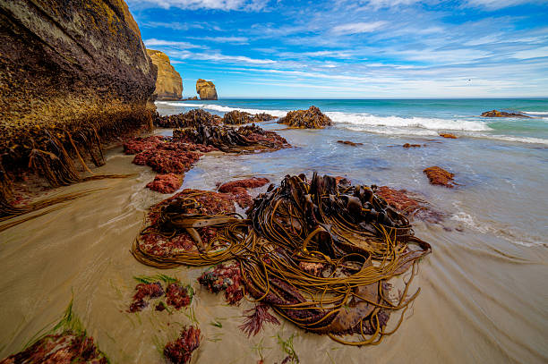 Discover the Best of Phillip Island on a Melbourne Tour