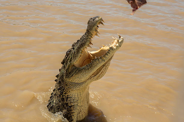 New Age Auto Store | Experience the Thrill of Jumping Crocodiles on Australia's Ultimate River Cruise