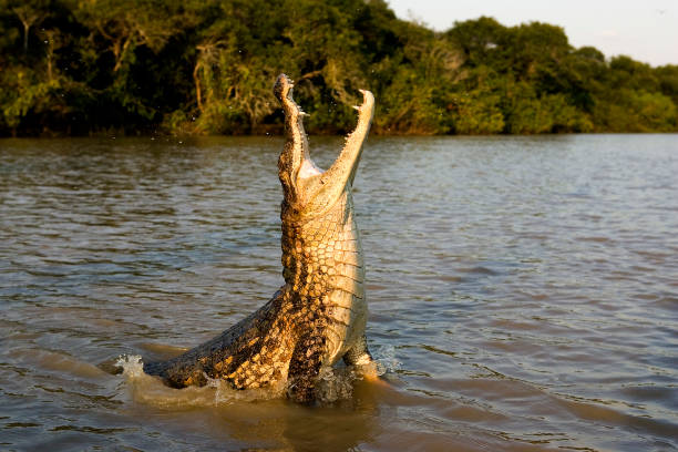 Up-close Crocodile Encounter Excursion