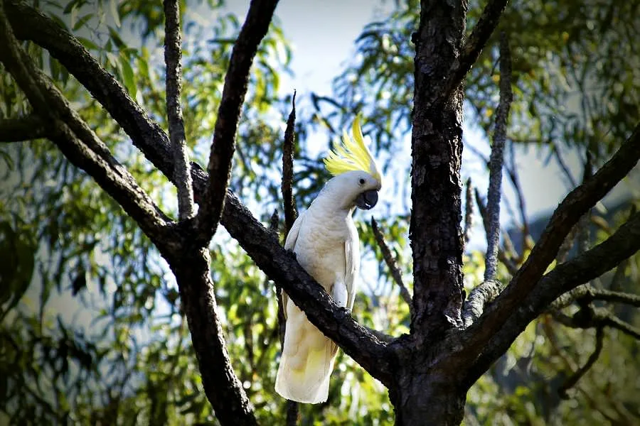 Embark on a 4-Day Exploration of Kakadu's Natural Splendors